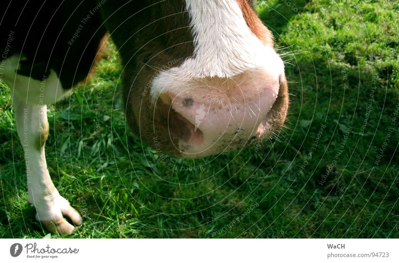 Auf der Weide Kuh Kalb Schnauze Wiese Fressen ländlich Landleben Milchkuh scheckig Kuhfleck melken Hirte Schuhe Krallen Zehen Paarhufer Gras Säugetier Maul cow