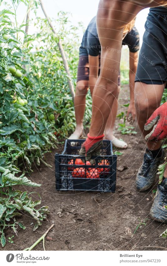 Erntehelfer ziehen Erntebox nach sich Gemüse Frucht Arbeit & Erwerbstätigkeit Gartenarbeit Landwirtschaft Forstwirtschaft Mensch maskulin Junger Mann