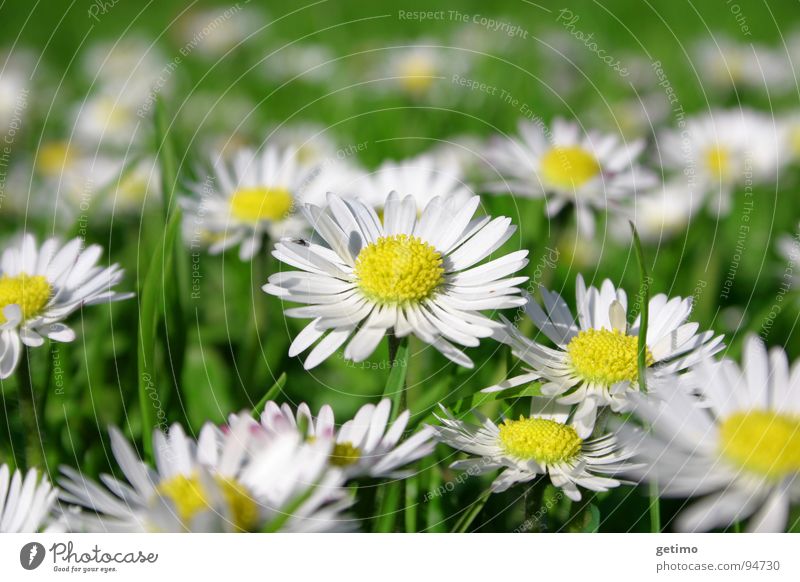 frisch, frischer, Frühling Gänseblümchen mehrere gelb grün weiß Wiese Blume Hoffnung schön viele Deutschland Natur Makroaufnahme