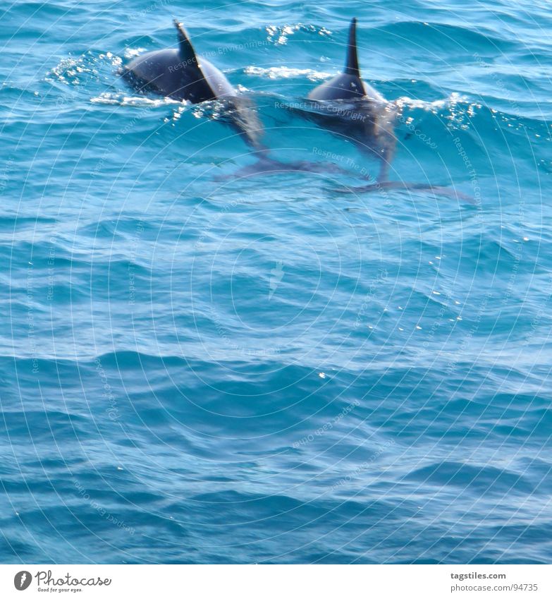 "Links!" ... "Rechts!" ... "Links!" ... "Rechts!" Delphine rot Meer grau Finnen Hurghada Umweltschutz tauchen Schnorcheln Wellen 2 Ferien & Urlaub & Reisen