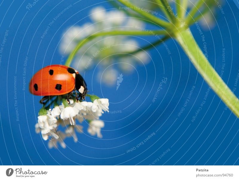 Und er ist doch echt -ätsch Marienkäfer Insekt rot Sommer Frühling Blume weiß Wiese Gras Halm Makroaufnahme Nahaufnahme Käfer Himmel blau