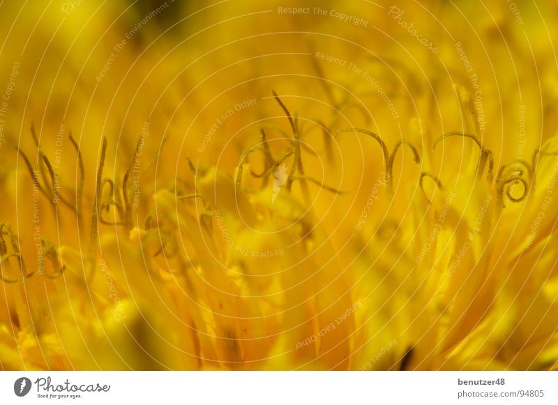 Löwenzahn-Makro 3 gelb Blume Makroaufnahme Biene Wiese Blüte Blütenblatt Stengel Hintergrundbild Sommer Fujifilm S9600 Raynox Flower Wallpaper