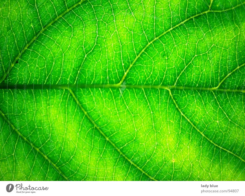 Blattadern grün nah Umwelt Sommer frisch rein fein Licht hell harmonisch ruhig Makroaufnahme Nahaufnahme Linie Strukturen & Formen Natur Feinarbeit Kontrast