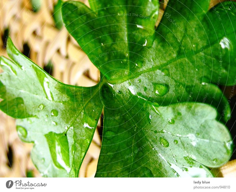 Petersilie grün Kräuter & Gewürze Heilpflanzen Gesunde Ernährung Regen nass feucht frisch nah braun hellbraun Vegetarische Ernährung Makroaufnahme Nahaufnahme