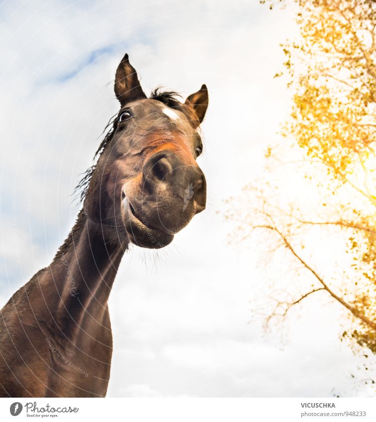 lustiges Pferde Gesicht auf Himmel Hintergrund Stil Meditation Natur Wolken Sonnenlicht Frühling Herbst Schönes Wetter Tier 1 verrückt grinsen Humor Pferdekopf