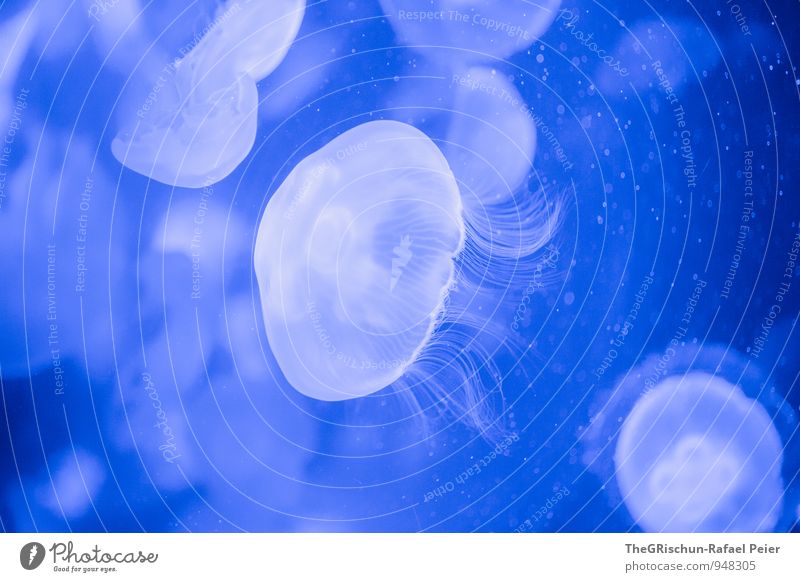 Durchschaubar Qualle Aquarium Tiergruppe Schwarm blau schwarz weiß durchsichtig Durchblick zerbrechlich Gift gefährlich anmutend elegant Lebewesen Venen Gefäße