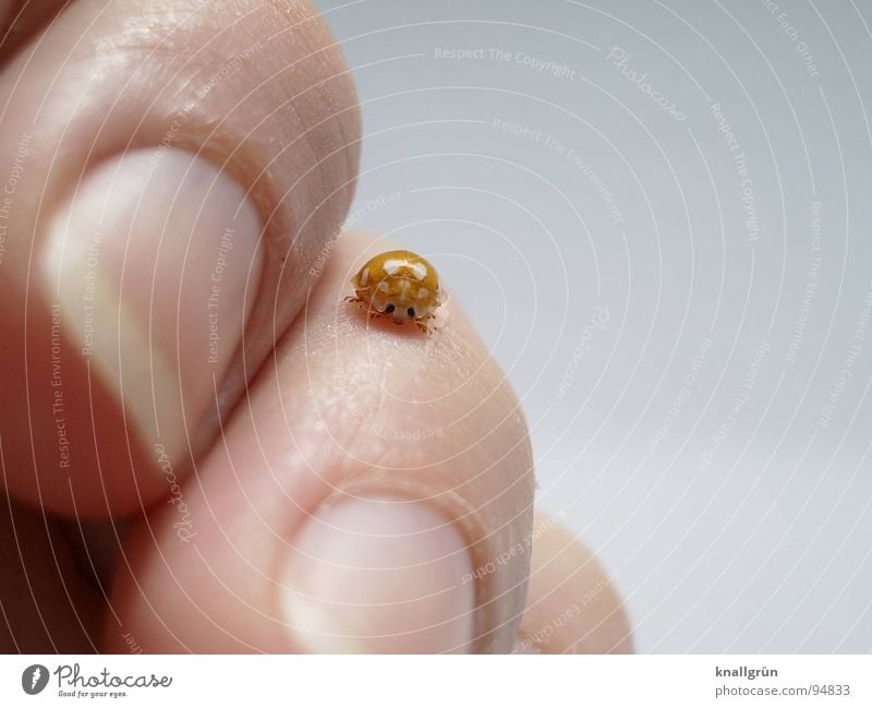 Kleines Glück Marienkäfer Gefühle Hand Tier gelb weiß Finger Fingernagel Insekt berühren Freude Fleck Käfer Punkt Natur Krabbelkäfer Haut