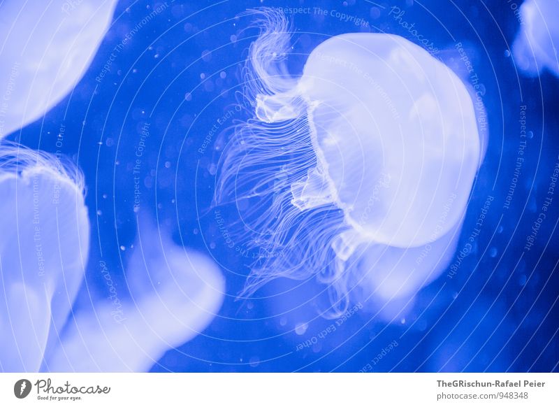 Durchsichtig Tier Qualle Aquarium 1 Schwarm blau schwarz weiß Detailaufnahme Nähgarn Schnur Oval Bewegung Im Wasser treiben elegant vorwärts Lebewesen