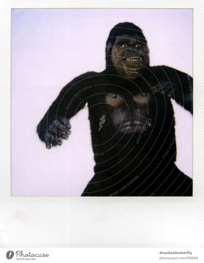 King Kong lebt! Gorilla Affen Tier Fell Zoo Animation gruselig B-Movie obskur Affenmensch Puppe Krallen Brust Himmel Theaterschauspiel Polaroid