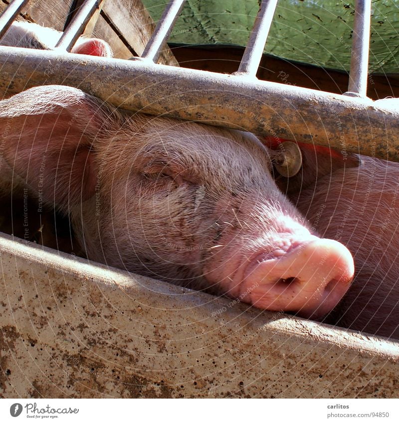 so 'ne Pause ist saugeil Erholung Glücksbringer Glücksschwein Spardose Schwein Ferkel Schweinerei Schwanz Borsten Geruch rosa Bauernhof Landwirtschaft Stall