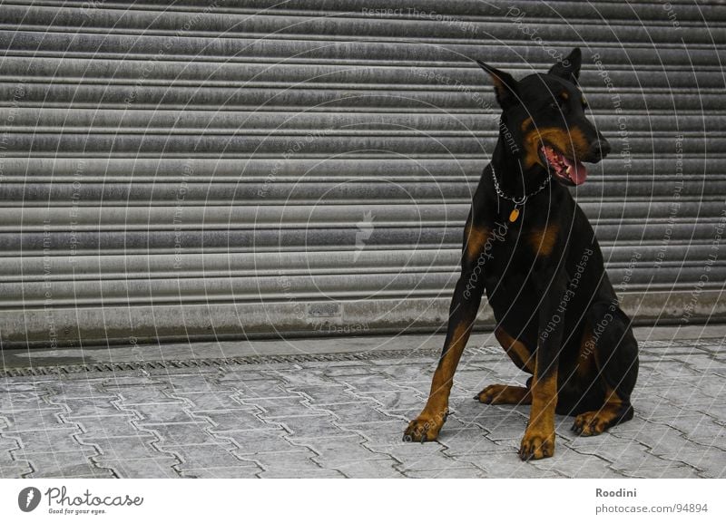 Don Carlos der I. Hund Tier Rottweiler Dobermann Dogge Wächter Wachsamkeit Kontrolle bewachen Türsteher Eingang Pfote Maulkorb Portier Sicherheit Säugetier