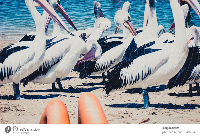 Parade, Pelikane am Strand von Labrador.Im Vordergrund im Sand ein Knie. Queensland / Australia Freude harmonisch Ausflug Sommer Meer Natur Wasser