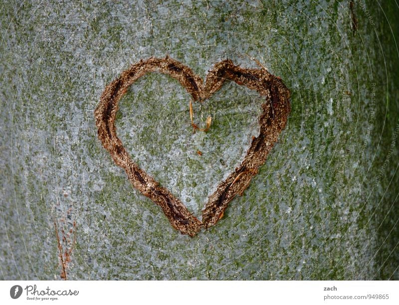 Spenderorgan... Valentinstag Hochzeit Pflanze Baum Baumstamm Baumrinde Holz Zeichen Ornament Herz Liebe Kitsch grau Gefühle Glück Sympathie Verliebtheit