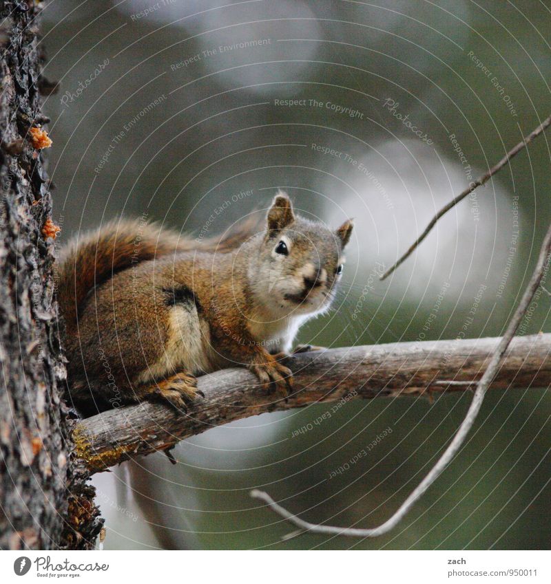 Alles im Blick Natur Tier Baum Nadelbaum Nadelwald Wald Wildtier Nagetiere Eichhörnchen 1 festhalten Fressen füttern grau niedlich possierlich Gedeckte Farben