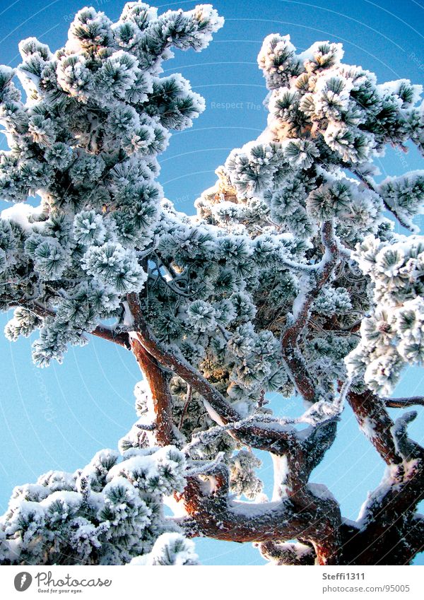 Vereister Baum weiß kalt Finnland Winter Eis dünn Schnee blau