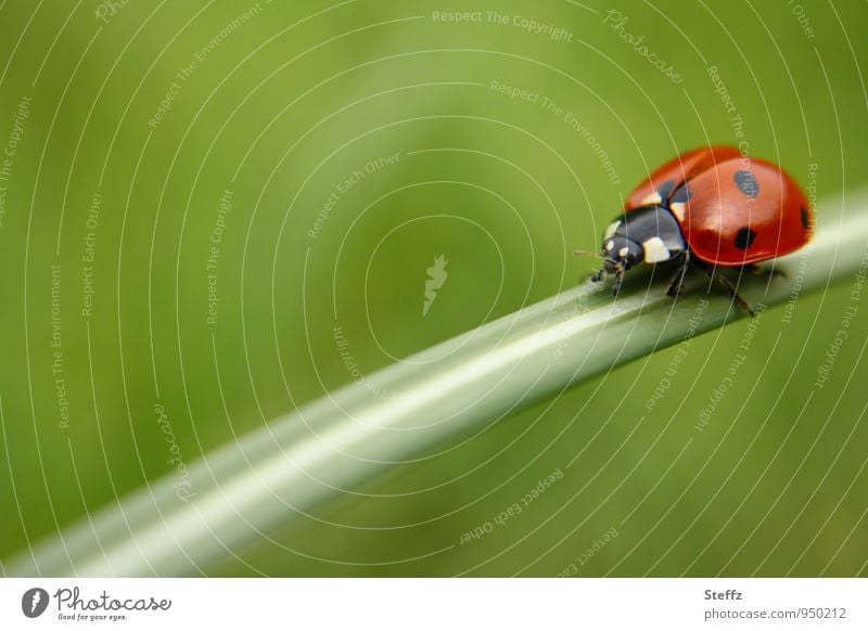 Glücksbringer auf Tour Marienkäfer Käfer Glückwünsche Glückssymbol Glückskäfer roter Käfer minimalistisch niedlich Mai Leichtigkeit leicht Grashalm natürlich