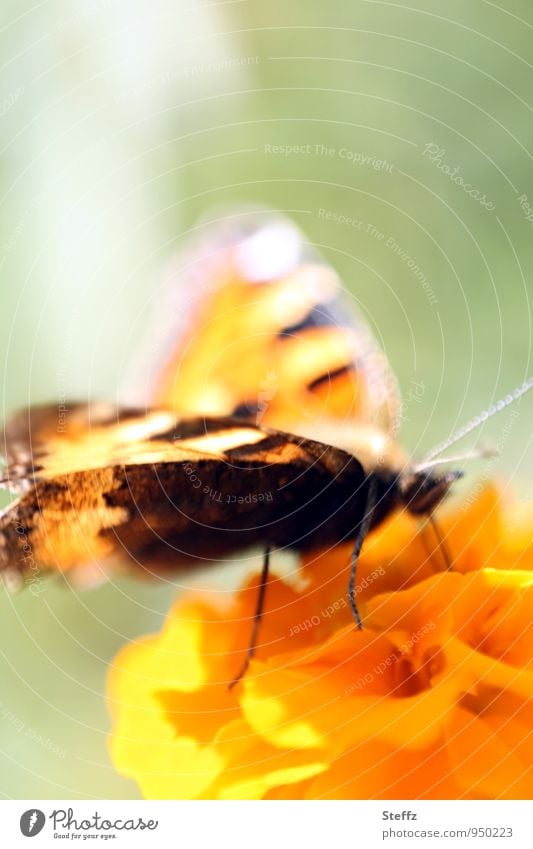 Schmetterling mit Lichtflügel Edelfalter Falter Leichtigkeit leicht bunte Flügel Lichteinfall Lichtstimmung Lichtschein Pastellton lichtvoll Tagetes