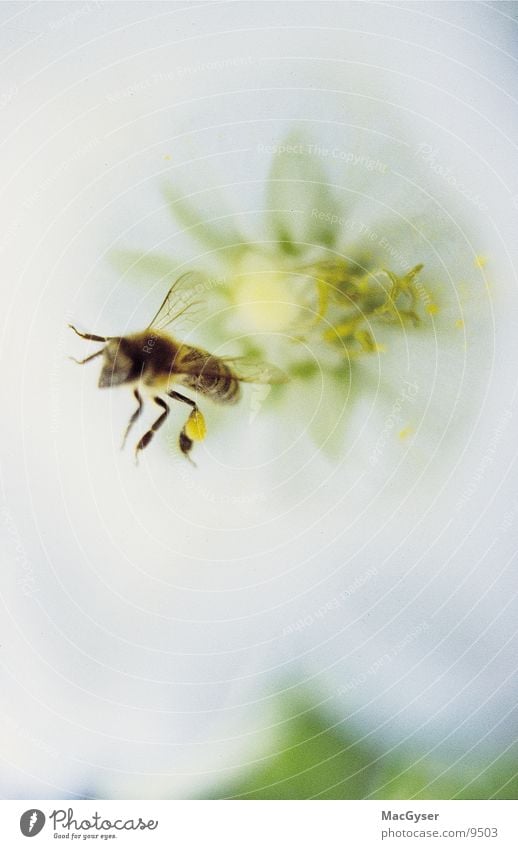 Biene Honig Staubfäden Blume Imkerei Nektar