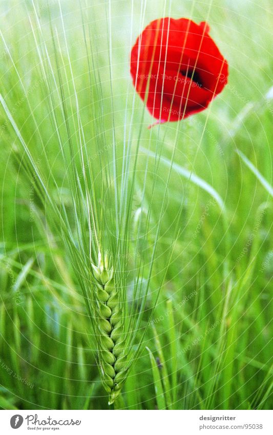 Gegensatze Blume Mohn Ein Lizenzfreies Stock Foto Von Photocase