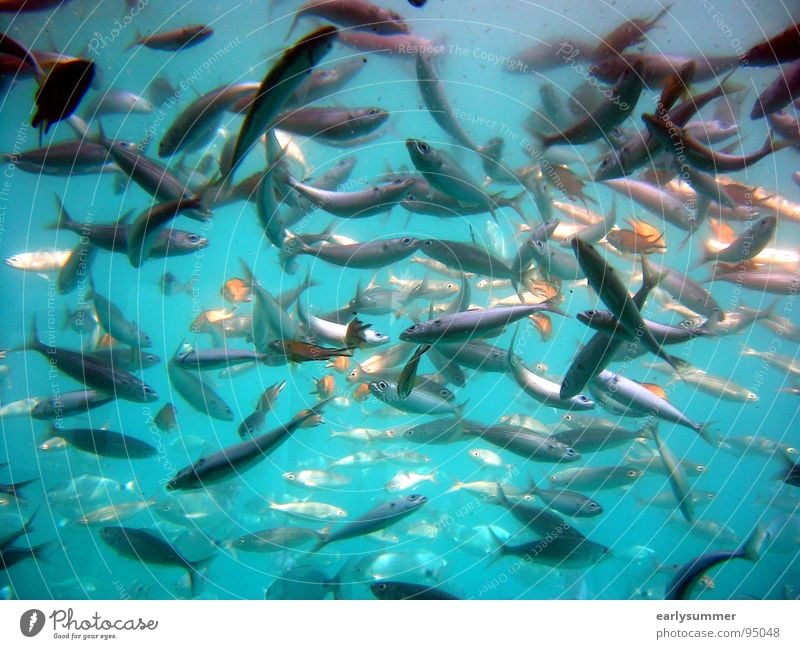 "eingefangen" 2 Meer Meeresfrüchte Tier schön träumen Strand Ferien & Urlaub & Reisen Sommer Bad Ereignisse Wal Haifisch nass Zoo Meeresboden tief tauchen