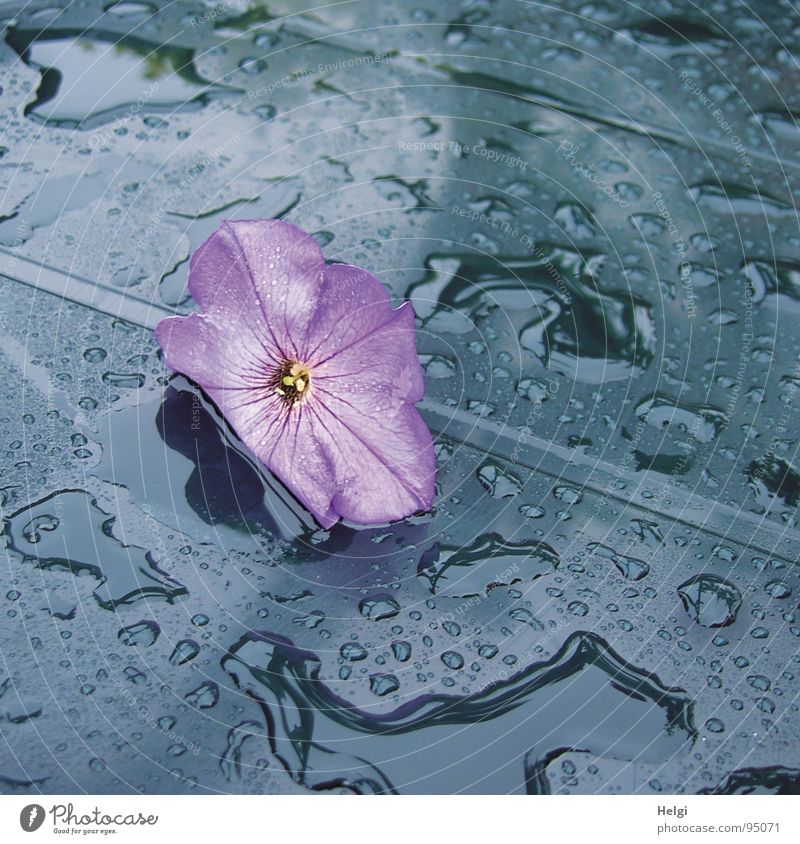 lila Blüte liegt auf einem blauen Tisch mit Regentropfen Blume Petunie violett nass Gartentisch Pfütze Reflexion & Spiegelung Blütenblatt fallen zart