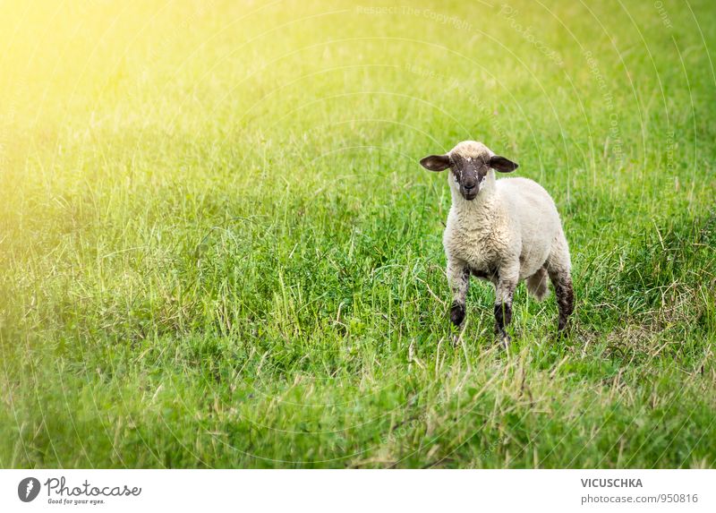 Lamm auf der Weide Stil Sommer Baby Natur Sonnenlicht Frühling Herbst Wiese Feld Tier Haustier Nutztier 1 Schaf Gras Gesicht schwarz Ohr grün Farbfoto