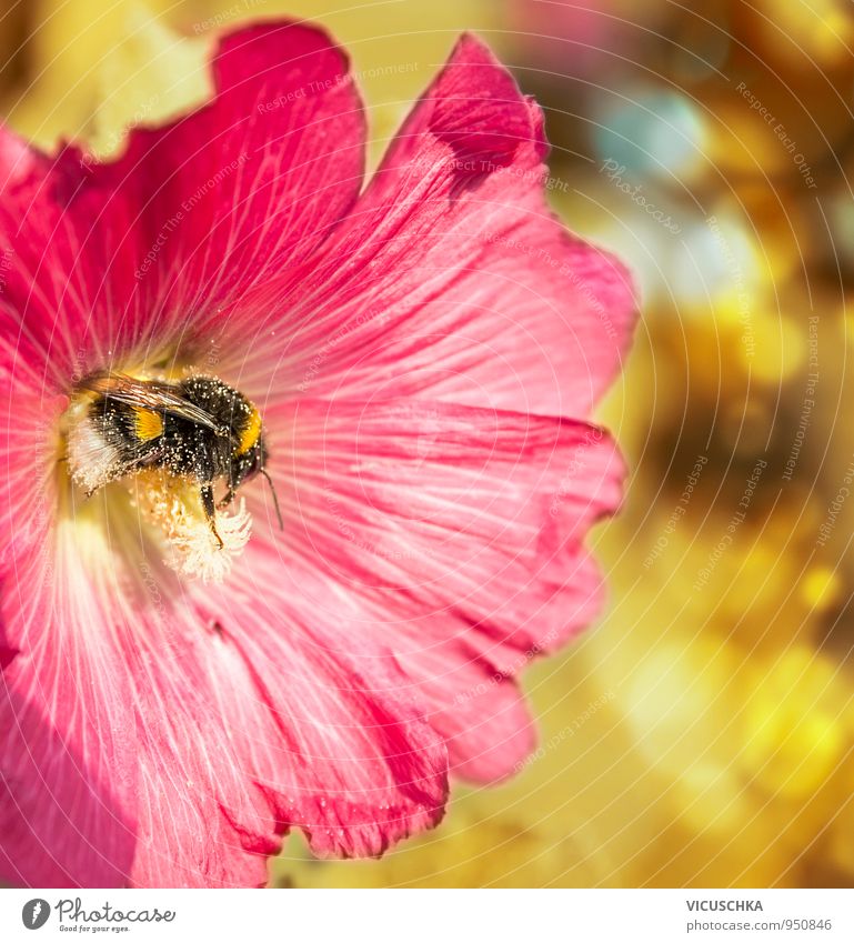 Hummel sammelt Pollen in roter Blume Lifestyle Stil Leben Freizeit & Hobby Sommer Garten Natur Pflanze Tier Sonnenlicht Frühling Herbst Schönes Wetter Blüte