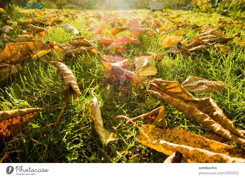 Herbst im Gärtchen Garten Schrebergarten Klima Blatt Herbstlaub Natur Oktober November Wetter Sonne Licht hell Gras Rasen Wiese Baum Kirschbaum Gegenlicht