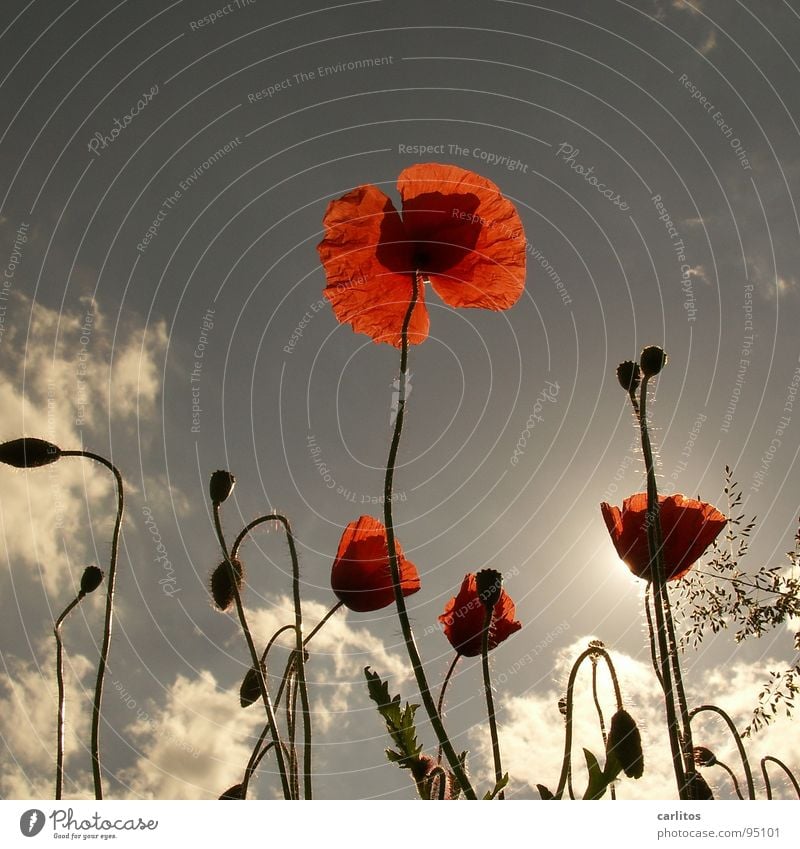 Dem Trend hinterher Mohn Klatschmohn rot Feld Wiese Gras Gegenlicht Sommer Physik Blüte Frühling Himmelskörper & Weltall Sonne Wärme Opium bringt Opi um