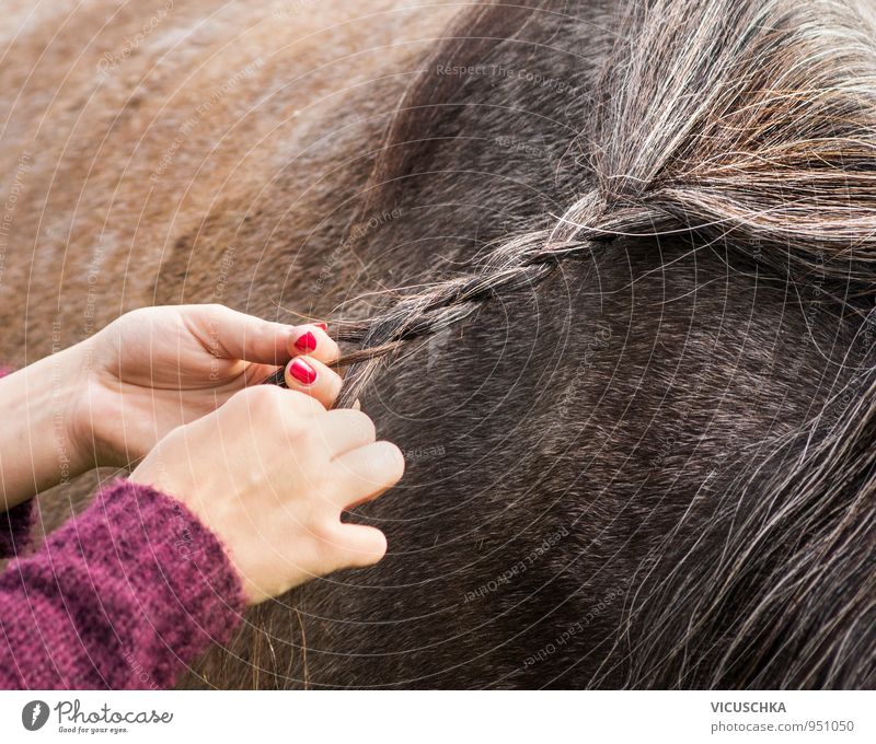 mähne einflechten Lifestyle Freizeit & Hobby Sommer Mensch Frau Erwachsene Hand Natur Tier Pferd Idylle Mähne binden Zopf Haare & Frisuren braun Reiten