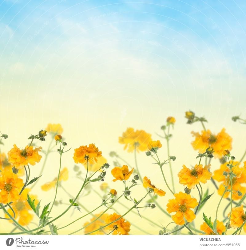 Blumen Hintergrund mit gelben Blüten am blauen Himmel Design Sommer Natur Pflanze Frühling Schönes Wetter Garten Park Blumenstrauß Hintergrundbild Rahmen