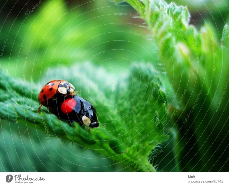 Marienkäfer haben auch mal Lust Schiffsbug Tier Makroaufnahme Nahaufnahme Natur Käfer ladybird ladybug