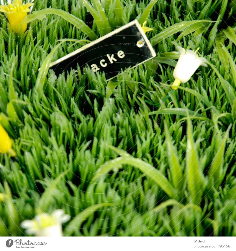 *acke Wiese Gras Blume Blüte Namensschild grün schwarz weiß gelb Stillleben Frühling Rasen Pflanze Schilder & Markierungen Statue Kunststoff gestellt Kitsch alt