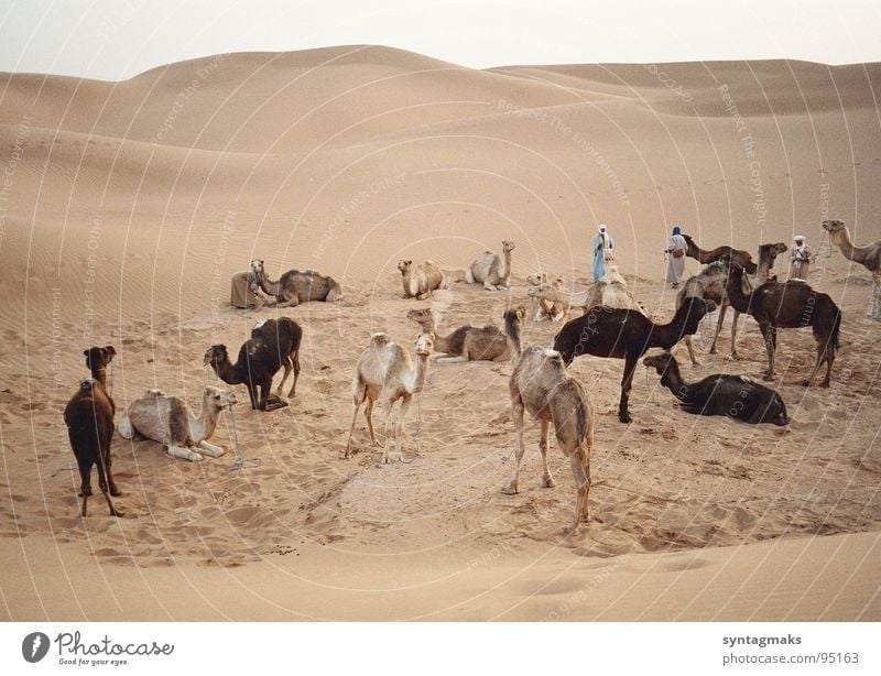 Karawanenrast Dromedar Feierabend ruhig Pause Marokko Erde Sand Afrika Säugetier Sandwüste Berber Abend abgesattelt friedlich Abendstille am Ende des Tages Düne