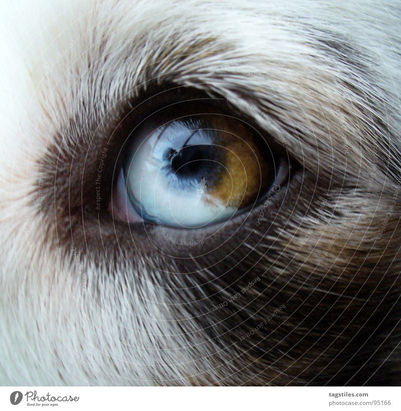 Auge Australien Hund Tier ein lizenzfreies Stock Foto von Photocase