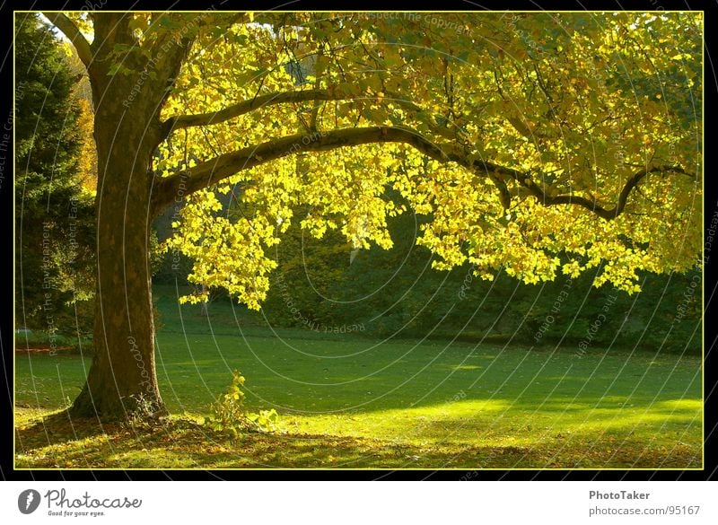 schon mal etwas Herbstliches.... Wald Park Baum Ahorn Gegenlicht grün gelb Wiese Tanne Blatt Licht Garten Himmelskörper & Weltall Natur alt