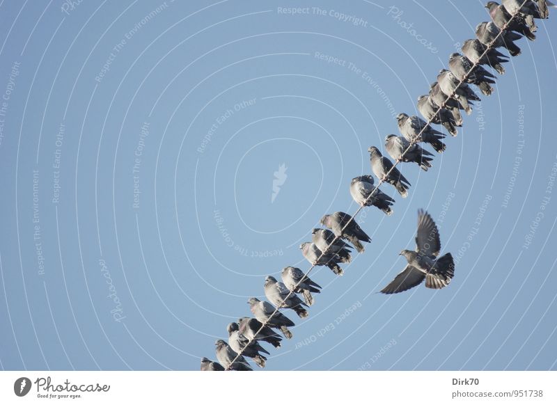 Nachzügler, Außenseiter? Technik & Technologie Energiewirtschaft Wolkenloser Himmel Schönes Wetter Tier Wildtier Vogel Taube Haustaube Tiergruppe Schwarm