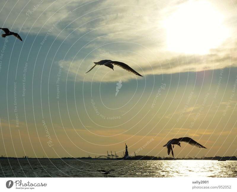 fliegen zur Freiheit... Schönes Wetter Meer Atlantik Hudson River New York City USA Amerika Hafenstadt Sehenswürdigkeit Wahrzeichen Denkmal Freiheitsstatue Tier