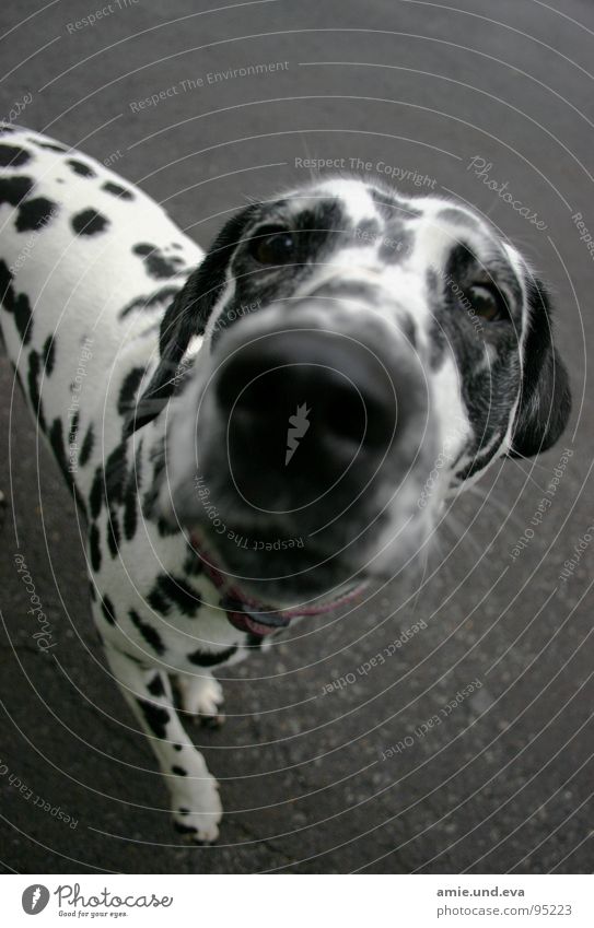 Straßenkind Hund Dalmatiner Obdachlose Asphalt Tier Säugetier Freizeit & Hobby Dog Schwarzweißfoto Dogs Amie