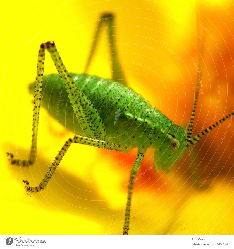 Punktierte Zartschrecke_1 Punktmuster Heuschrecke Heimchen grün gelb Fühler Sommer Insekt Tier Lebewesen Gras Blüte Makroaufnahme Nahaufnahme Beine Auge ChriSes