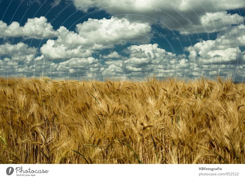 Unendlichkeit Umwelt Natur Landschaft Pflanze Sonne Sonnenlicht Sommer Schönes Wetter Wärme Nutzpflanze Feld Getreidefeld blau braun gelb gold Stimmung Energie