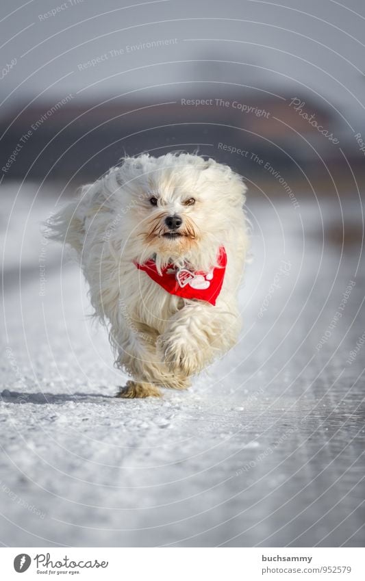 Schneeball Hund weiß Tier ein lizenzfreies Stock Foto von Photocase