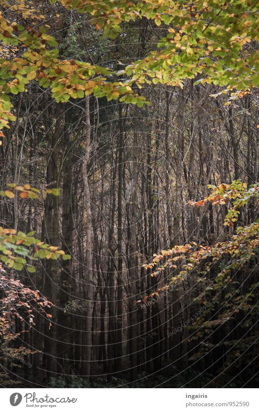 Leerer Herbstwald Natur Pflanze Klima Baum Blatt Wald Forstwirtschaft Wachstum außergewöhnlich dunkel natürlich braun grau grün ruhig Glaube Zufriedenheit