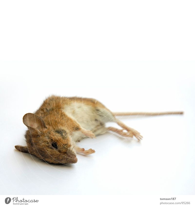 verschnaufpause atmen Atem Tier Nagetiere Erholung Säugetier Maus Tod mäuschen