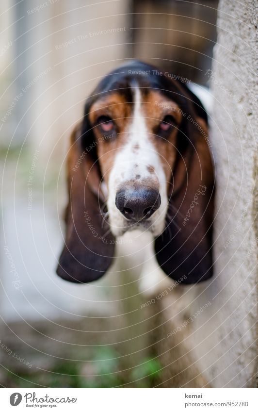 Die Schwere meiner Ohren Tier Haustier Hund Tiergesicht Schnauze Rassehund Basset hound 1 Blick außergewöhnlich hässlich Gelassenheit ruhig Traurigkeit