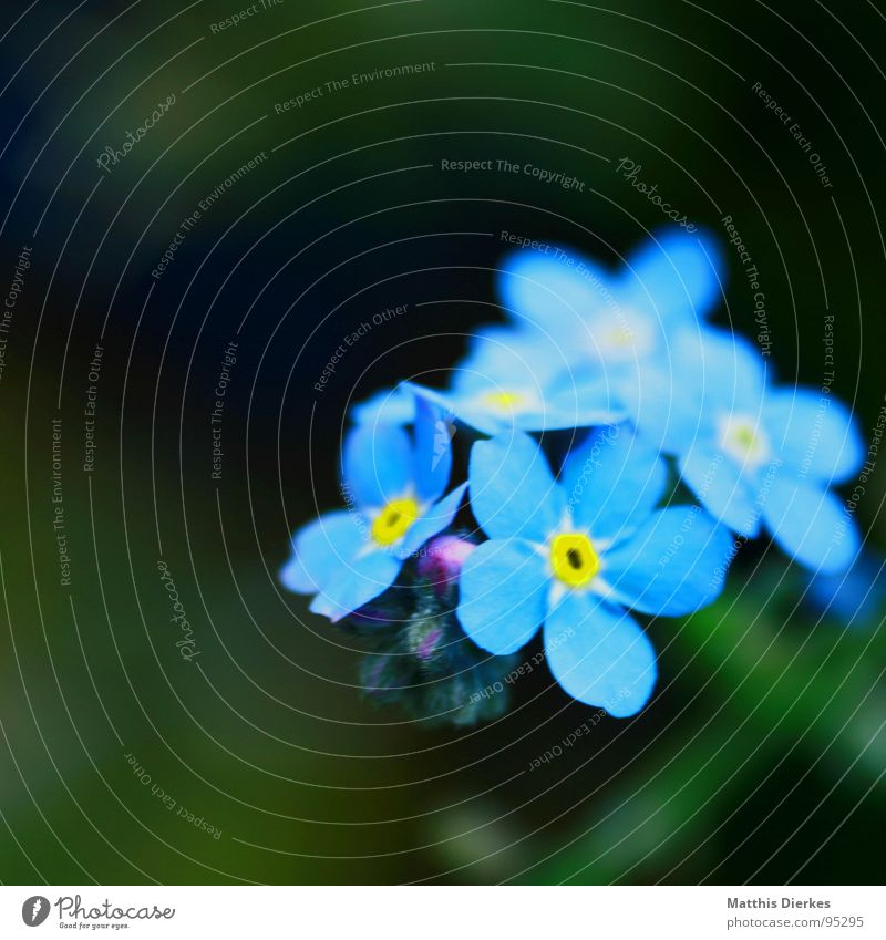 VERGISSMEINNICHT Blume - ein lizenzfreies Stock Foto von ...