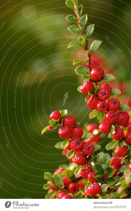 Viele rote Beeren Natur Pflanze Herbst Sträucher Zwergmispel Bodendecker Beerensträucher Vogelbeeren Zweig Blatt Fruchtstand Garten Park Wachstum klein