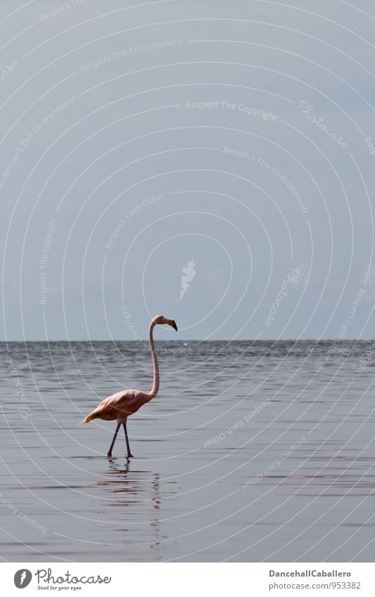 Flamingo Ferien & Urlaub & Reisen Tourismus Ausflug Ferne Freiheit Natur Wasser Himmel Wolken Horizont Küste Bucht Meer See Tier Vogel 1 ästhetisch frei rosa