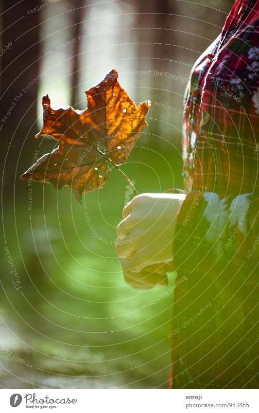 die Herbstzeitlosen Hand Schönes Wetter Pflanze Blatt Wald natürlich grün Farbfoto Außenaufnahme Nahaufnahme Tag Schwache Tiefenschärfe