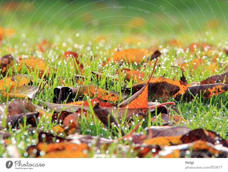 Novembermorgen... Umwelt Natur Landschaft Pflanze Wassertropfen Herbst Schönes Wetter Gras Blatt Garten glänzend leuchten liegen dehydrieren Wachstum